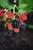Chester Thornless Blackberry (Rubus 'Chester' 1965.1) #1 