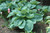 Elegans Hosta (Hosta sieboldiana 'Elegans' 4928.1) #1 
