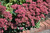 Carl Stonecrop (Sedum 'Carl' 5056.1) #1 