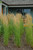 Karl Foerster Reed Grass (Calamagrostis x acutiflora 'Karl Foerster' 4131.3) #3 