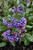 Pretty In Pink Lungwort (Pulmonaria 'Pretty In Pink' 5719.1) #1 