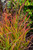 Flame Grass (Miscanthus sinensis 'Purpurascens' 5142.2) #2 