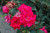 Knock Out Double Red Rose (Rosa 'Radtko' 7237.3) #3 