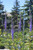 Blue Skywalker Speedwell (Veronica 'Blue Skywalker' 4895.1) #1 