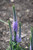 Lavender Lightsaber Speedwell (Veronica 'Lavender Lightsaber' 5395.1) #1 