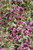 My Monet Purple Effect Weigela (Weigela florida 'Verweig8' 1537.3PW) #3 PWINNER