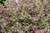 My Monet Purple Effect Weigela (Weigela florida 'Verweig8' 1537.3PW) #3 PWINNER