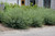 Dwarf Arctic Willow (Salix purpurea 'Nana' 1342.3) #3 