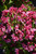 Sonic Bloom Pink Reblooming Weigela (Weigela florida 'Bokrasopin' 1523.3PW) #3 PWINNER