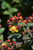 Magical Midnight Glow St. John's Wort (Hypericum x inodorum 'Kolmiglow' 1247.3) #3 