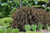 Summer Wine Ninebark (Physocarpus opulifolius 'Seward' 1282.3PW) #3 PWINNER
