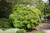 Cutleaf Japanese Maple (Acer palmatum 'Dissectum Viridis') #10