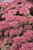 Autumn Fire Stonecrop (Sedum spectabile 'Autumn Fire' 4712.1) #1 