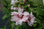 Blushing Bride Rose Of Sharon (Hibiscus syriacus 'Blushing Bride' 1543.5) #5 
