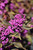 Pearl Glam Beautyberry (Callicarpa 'NCCX2' 1494.3PW) #3 PWINNER