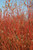Cardinal Dogwood (Cornus sericea 'Cardinal' 1051.5) #5 
