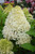 Quick Fire Fab Hydrangea (Hydrangea paniculata 'SMNHPM' 1432.3PW) #3 PWINNER
