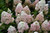 Quick Fire Fab Hydrangea (Hydrangea paniculata 'SMNHPM' 1432.3PW) #3 PWINNER