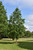 American Dream Oak (Quercus bicolor 'JFS-KW12' 0991.968) #15 8'