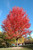 Autumn Blaze Maple (Acer x freemanii 'Jeffersred' 00480217) #25 1.75"