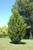 Frans Fontaine Hornbeam (Carpinus betulus 'Frans Fontaine' 0121.968) #15 8'