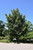 Frontier Elm (Ulmus 'Frontier' 0611.91+) #15 1.25"