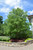 Frontier Elm (Ulmus 'Frontier' 0611.91+) #15 1.25"