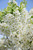 Lollipop Flowering Crab (Malus 'Lollizam' 0275.9S7) #15 48"STD