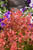 Orange Rocket Japanese Barberry (Berberis thunbergii 'Orange Rocket' 1024.3) #3 