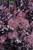 Velveteeny Purple Smokebush (Cotinus coggygria 'Cotsidh5' 1555.3) #3 