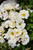 White Drift Rose (Rosa 'Meizorland' 7243.2) #2 