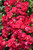 Red Drift Rose (Rosa 'Meigalpio' 7555.2) #2 