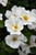 White Knock Out Rose (Rosa 'Radwhite' 7886.3) #3 