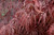 CRIMSON QUEEN JAPANESE  MAPLE #7