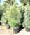 WHITE PINE #3