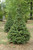 CASTLE SPIRE BLUE HOLLY #5