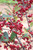Brilliantissima Red Chokeberry (Aronia arbutifolia 'Brilliantissima' 1020.3) #3 