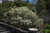 Dwarf Fothergilla (Fothergilla gardenii 1101.315) #3 15-18"