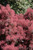Royal Purple Smokebush (Cotinus coggygria 'Royal Purple' 1540.3) #3 