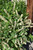 Fizzy Mizzy Virginia Sweetspire (Itea virginica 'SMNIVMM' 1387.3PW) #3 PWINNER