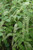 Henry's Garnet Virginia Sweetspire (Itea virginica 'Henry's Garnet' 1138.5) #5 