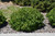 Kelsey Dogwood (Cornus sericea 'Kelseyi' 1049.3) #3 