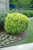 Golden Privet (Ligustrum x vicaryi 1133.5) #5 