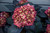Eclipse Hydrangea (Hydrangea macrophylla 'BAILMACSEVEN' 1607.3) #3 