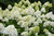 Limelight Prime Hydrangea (Hydrangea paniculata 'SMNHPPH' 1904.3PW) #3 PWINNER