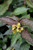 Nightglow Diervilla (Diervilla splendens 'El Madrigal' 1139.3) #3 