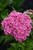 Starfield Hydrangea (Hydrangea macrophylla 'Hortmafarfa' 1269.3) #3 