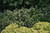 Vanilla Spice Summersweet (Clethra alnifolia 'Caleb' 1213.3PW) #3 PWINNER