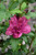 Collie Mullens Rose Of Sharon (Hibiscus syriacus 'Collie Mullens' 1052.3) #3 