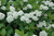 Tor Spirea (Spiraea betulifolia 'Tor' 1361.315) #3 15-18"